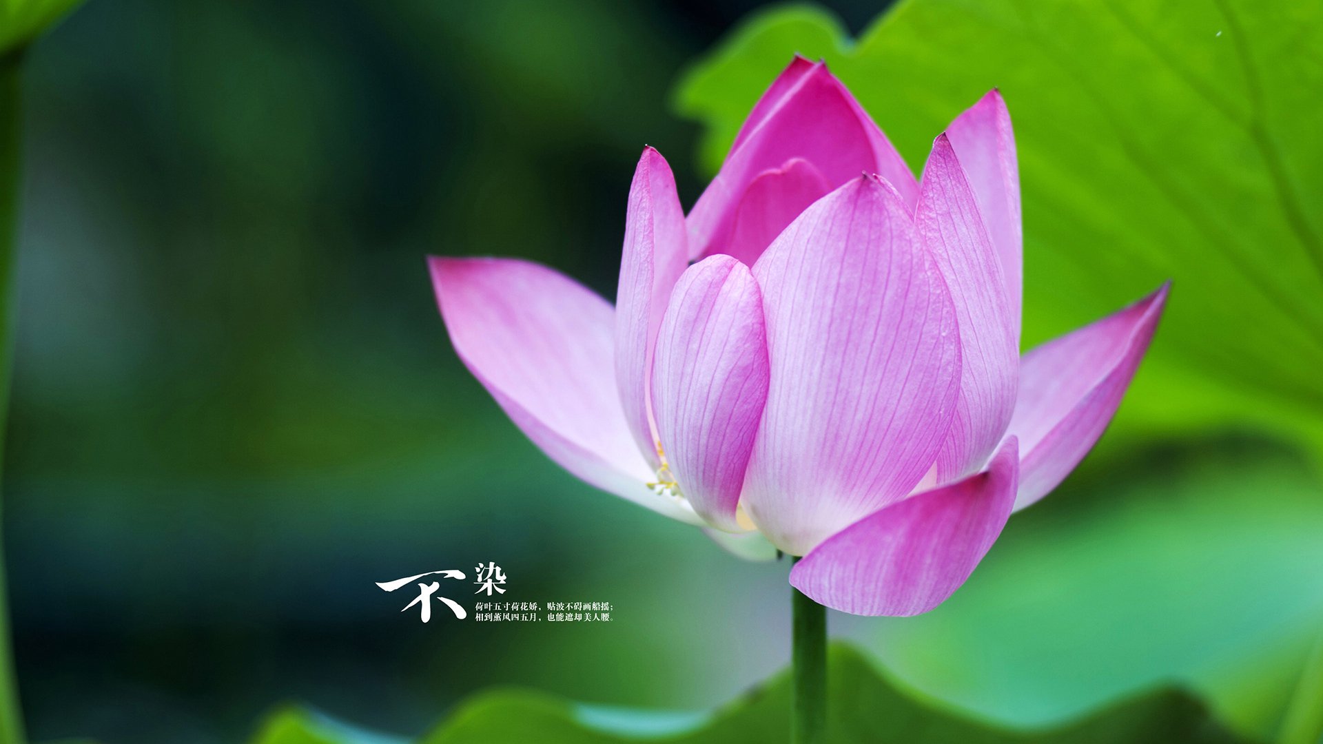 开云平台-小人物的大心脏,无名拉梅洛如何用一记三分成为盐湖城的钥匙匠