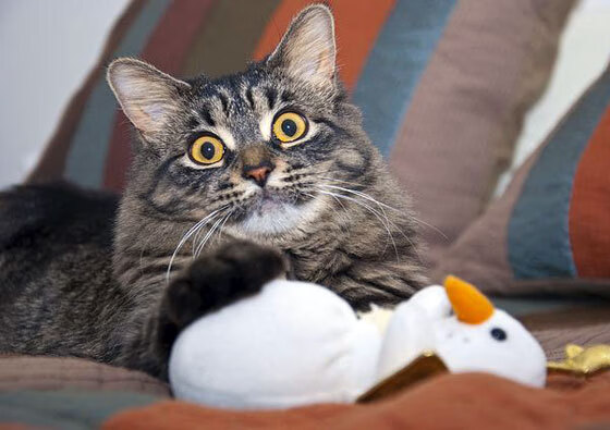 开云体育官网-双线奇迹,乌克兰掀翻西班牙巨人,金玟哉刷新亚洲球员身价纪录