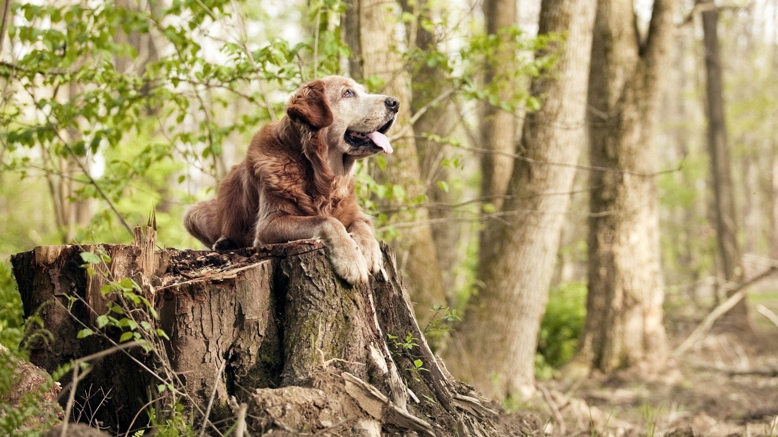 F1新赛季揭幕战之夜,欧文稳定输出,见证不掉线的传奇