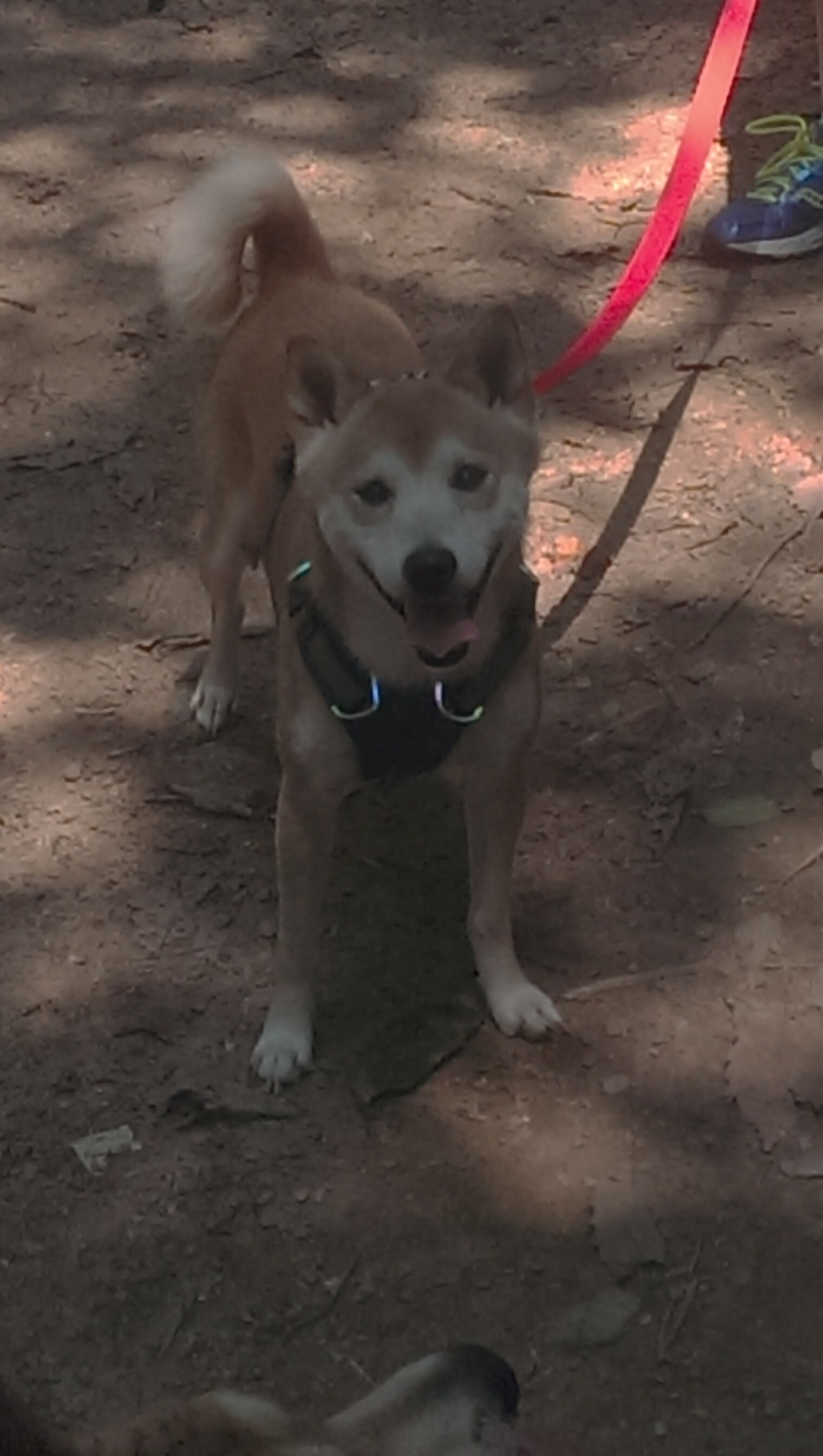 开云体育app-两个雄鹿,东方水泥地的汗水,与美利坚之夜的金杯