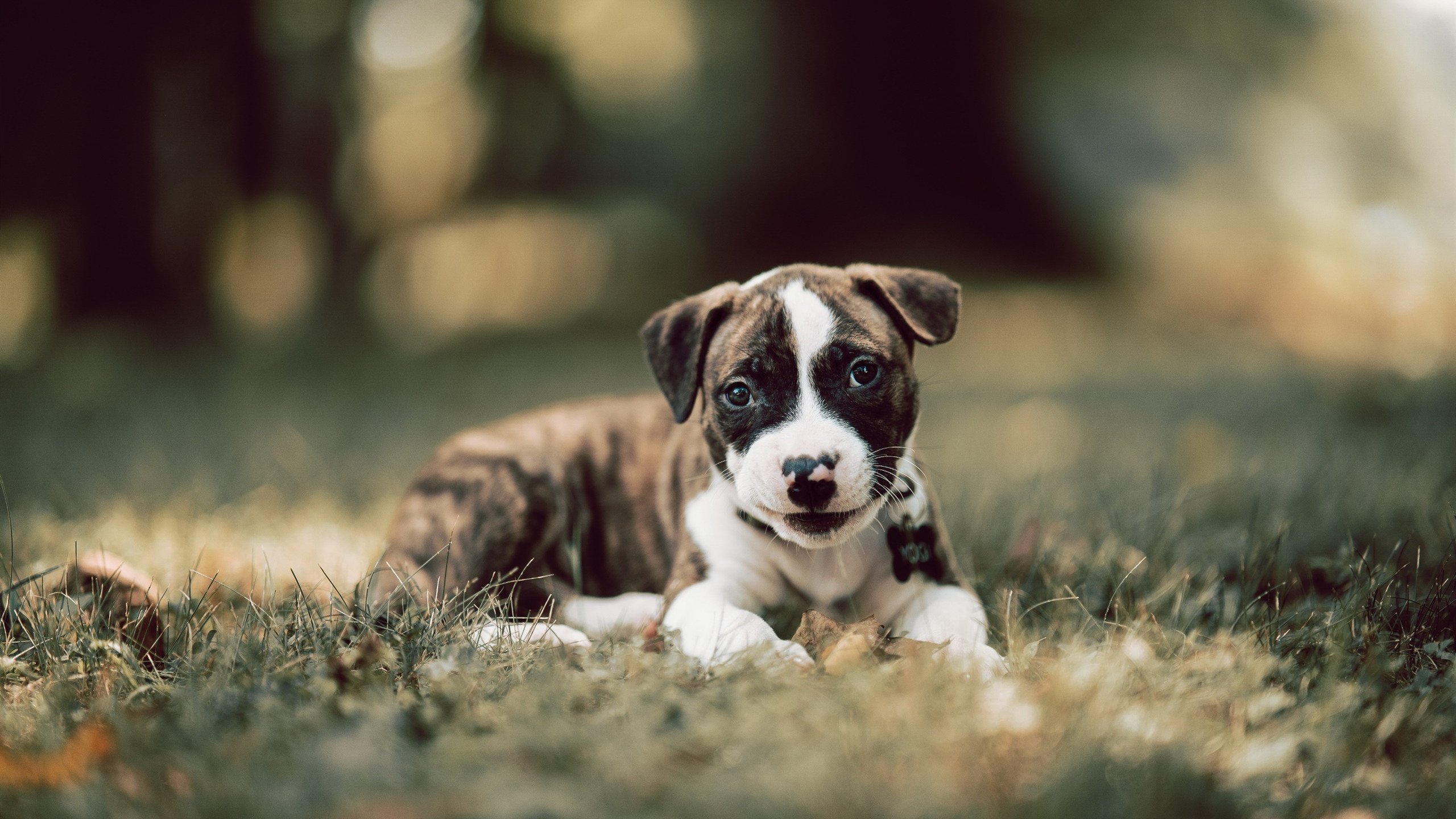 钢刃刺破金刚躯,英格拉姆的绅士绝杀与公牛队的窒息掌控