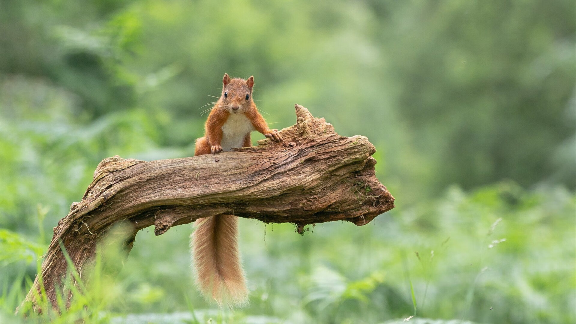 唯一的答案，在个人英雄主义与团队荣耀之间