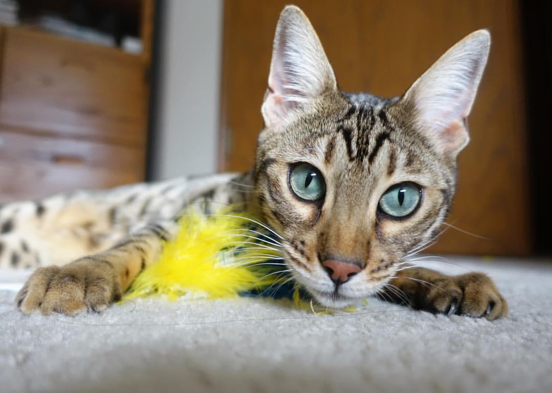 开云sport-冰火交响曲，迪亚斯燃爆全场，荷兰以秩序之美稳稳驾驭胜利