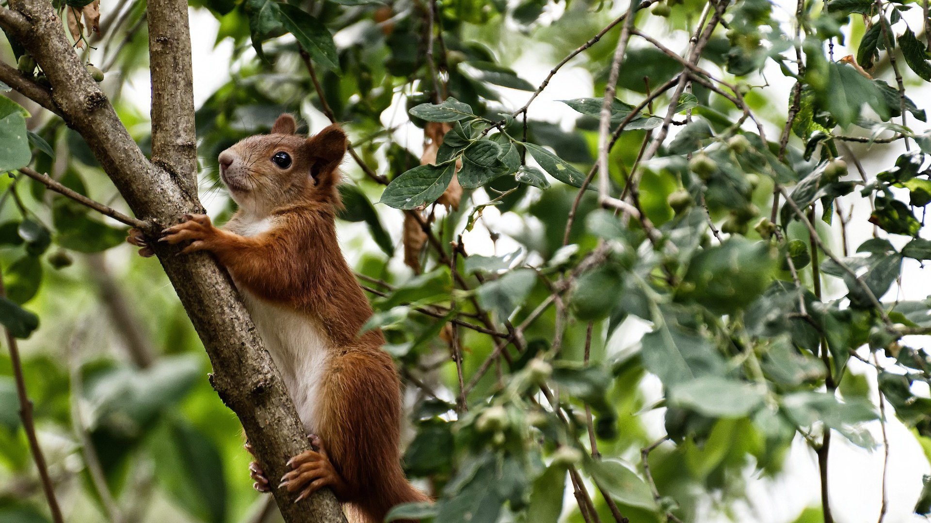 开云-唯一性，当北京队击败开拓者，克莱成为关键先生