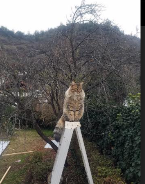 安哥拉三重奏,布鲁诺爆发,提前终结悬念尼斯的轰鸣