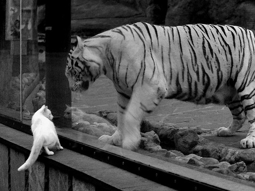 巅峰对决！新疆队力克广厦队，拉梅洛关键一投定胜负