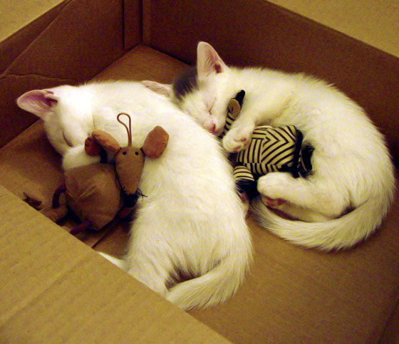 当欧冠舞台照进亚洲杯预选赛,伊拉克3-0希腊的铁血启示录