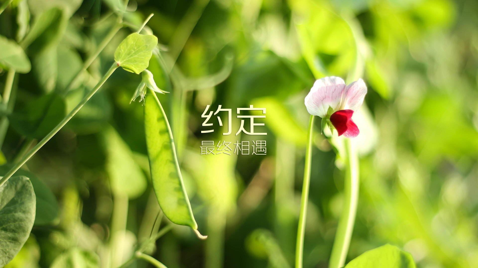 冰与火之歌，阿尔瓦雷斯爆发突破威尔士式钢铁防线，一场浓缩的现代足球战术史诗